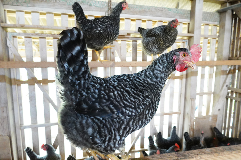 現在飼育中の地鶏 – 活地鶏専門「かしわの川中」